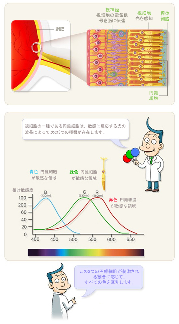 図、色相を区別する原理